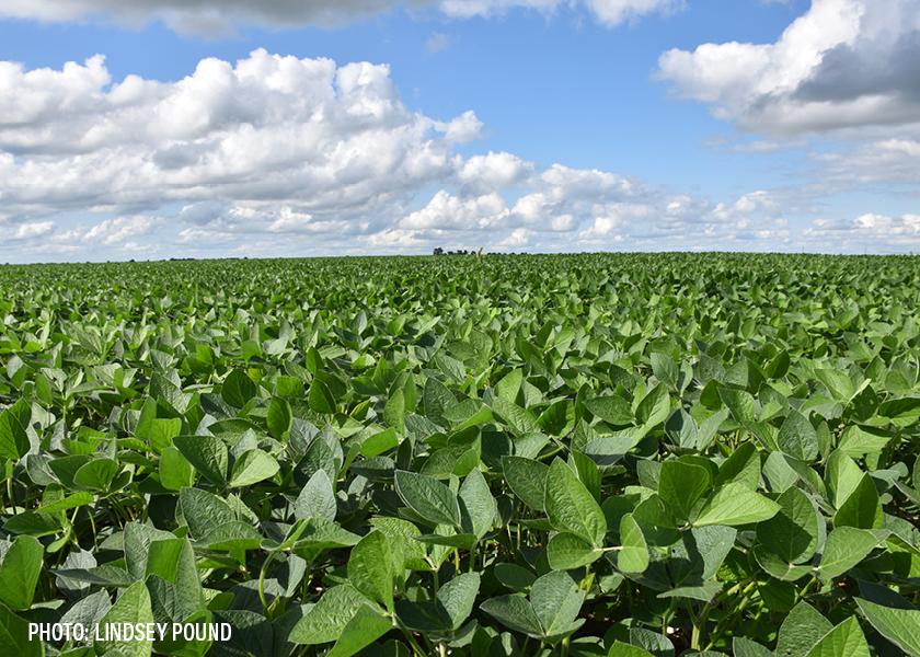 Soybean Traders Seemingly Shake Off Supply And Demand Data | AgWeb